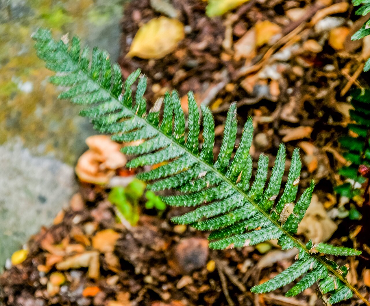Rasp fern: Doodia australis in Wellington Botanical Garden, Wellington Region, North Island of New Zealand
