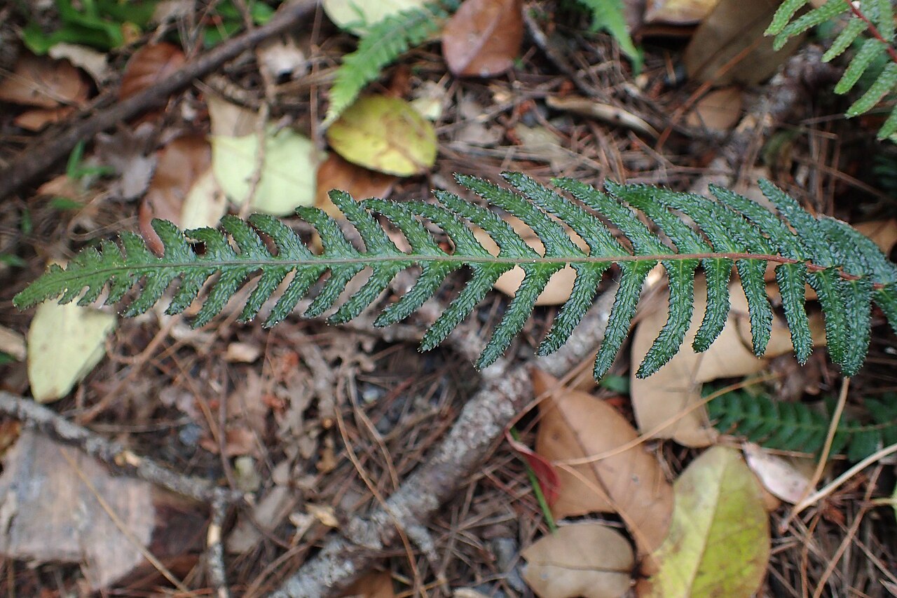 Rasp fern: Doodia australis in Thames, Waikato
