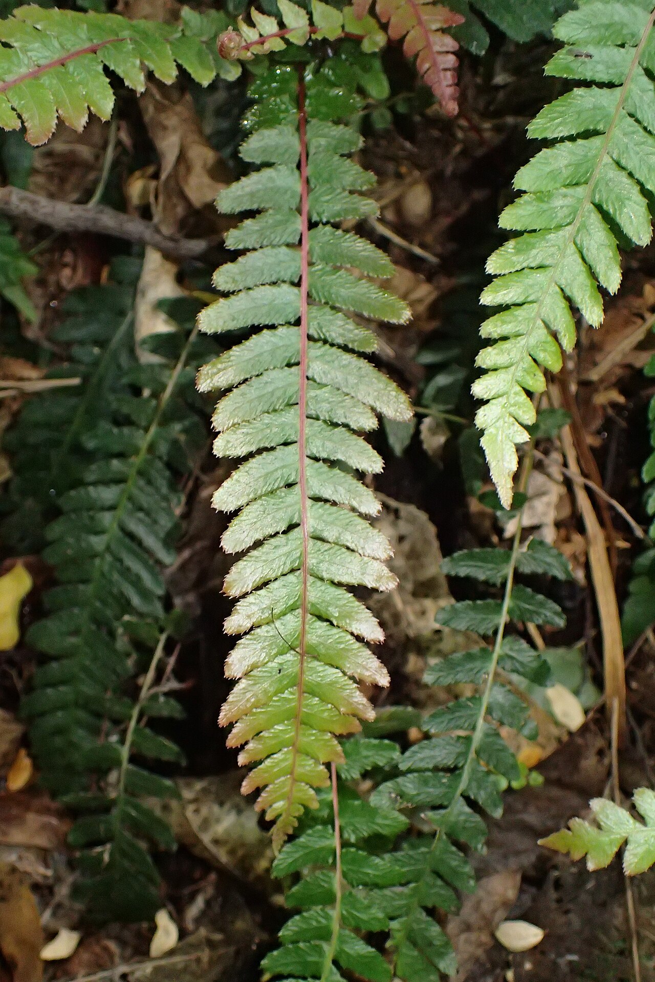 Rasp fern: Doodia australis in Wellington Botanical Garden