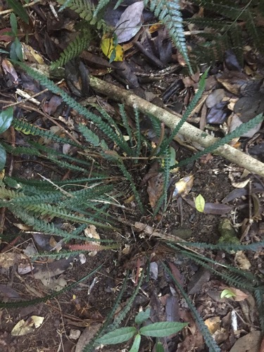 Doodia heterophylla (Doodia heterophylla)