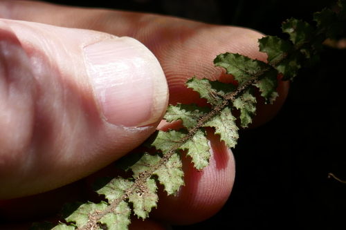 Doodia heterophylla (Doodia heterophylla)