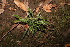 Doodia heterophylla (Doodia heterophylla)