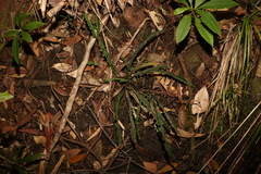 Doodia heterophylla (Doodia heterophylla)