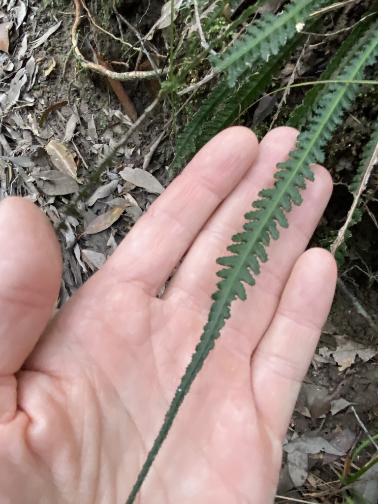Doodia heterophylla (Doodia heterophylla)