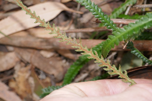 Doodia heterophylla (Doodia heterophylla)