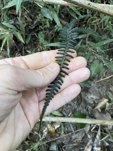 Doodia heterophylla (Doodia heterophylla)