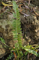 Kunth's hacksaw fern (Doodia kunthiana)