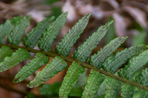 Kunth's hacksaw fern (Doodia kunthiana)