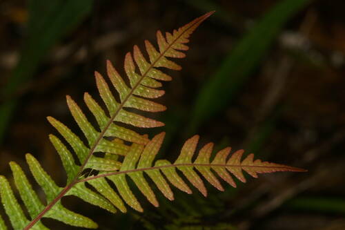 Kunth's hacksaw fern (Doodia kunthiana)