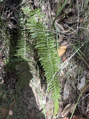 Kunth's hacksaw fern (Doodia kunthiana)
