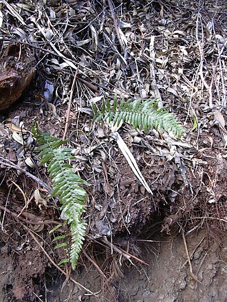 Kunth's hacksaw fern: Doodia kunthiana (habit). Location: Maui, Makawao Forest Reserve