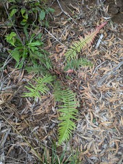 Kunth's hacksaw fern (Doodia kunthiana)