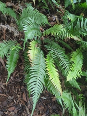 Kunth's hacksaw fern (Doodia kunthiana)