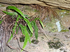 Doodia linearis (Doodia linearis)