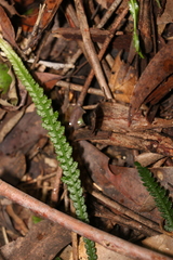 Doodia linearis (Doodia linearis)