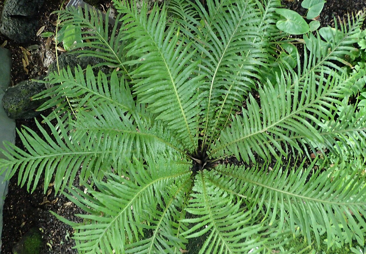 Doodia maxima: Doodia maxima at the New York Botanical Garden