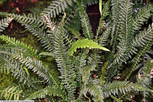 Doodia media: Location taken: United States Botanic Garden. Names: Blechnum medium (R. Br.) Christenh., hacksaw fern, Pukupuku (Maori), Rasp fer Classification: Plantae > Pte