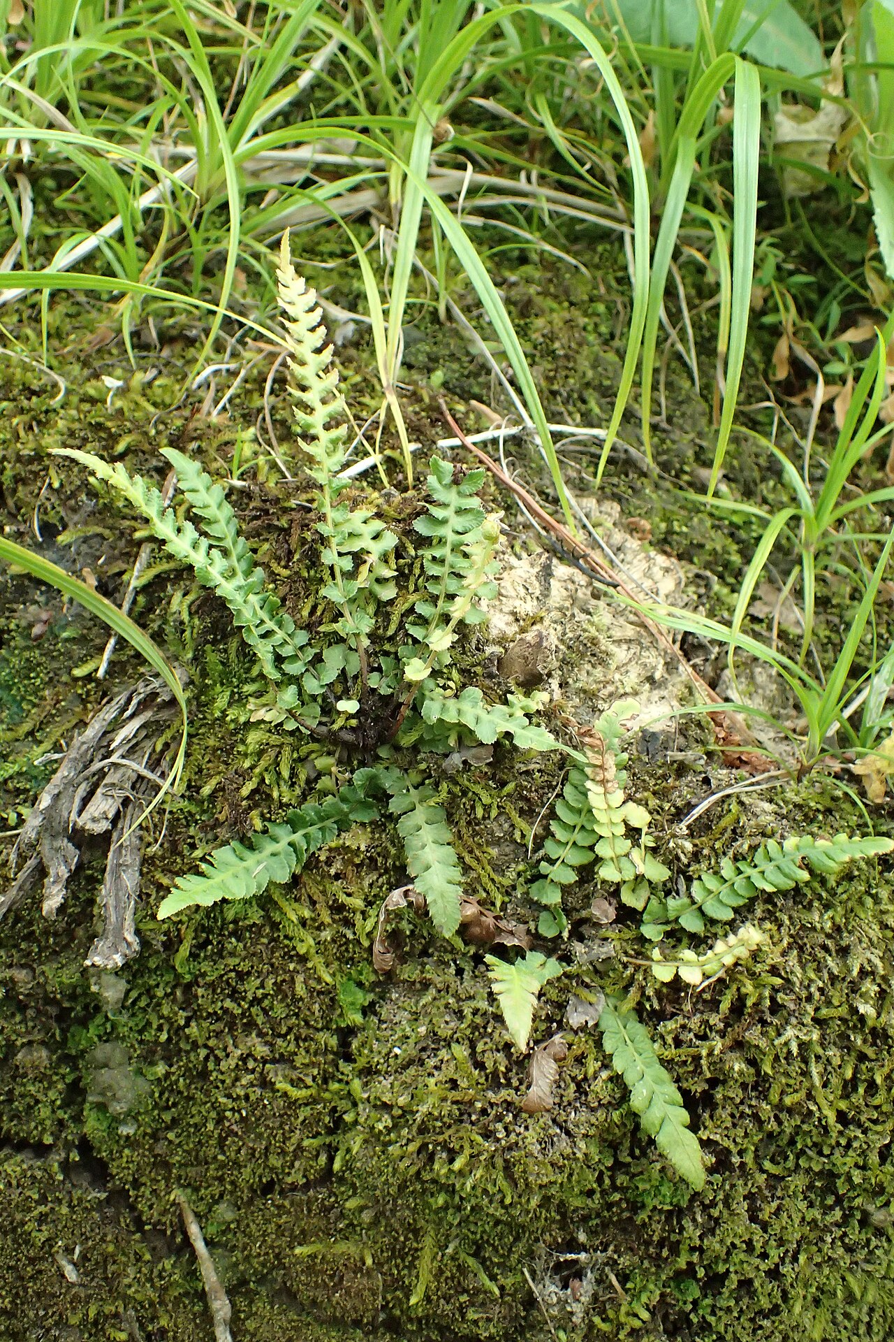 Doodia squarrosa: Doodia squarrosa in Thames, Waikato