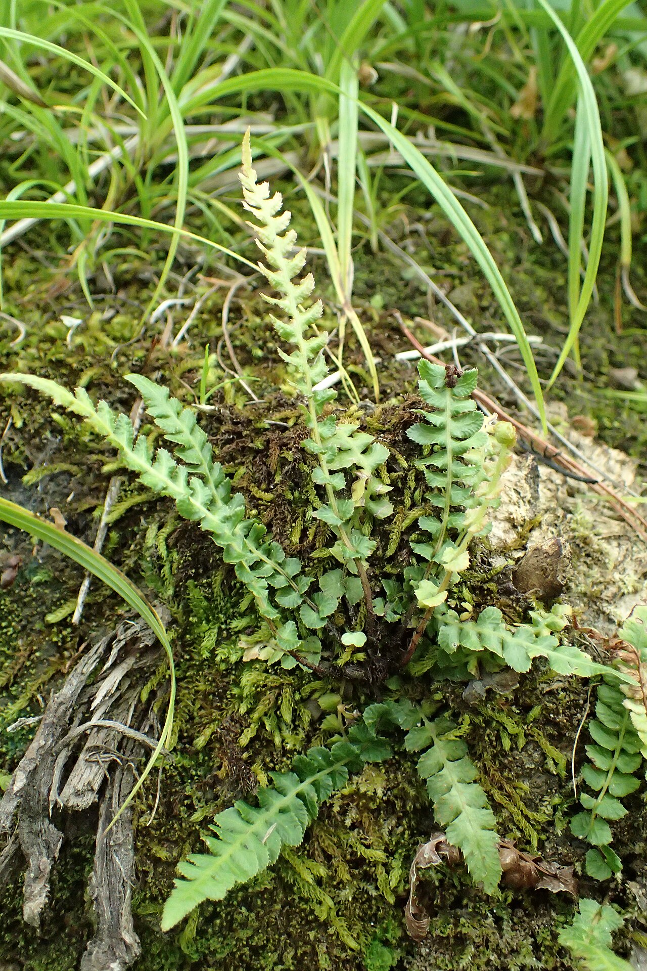 Doodia squarrosa: Doodia squarrosa in Thames, Waikato