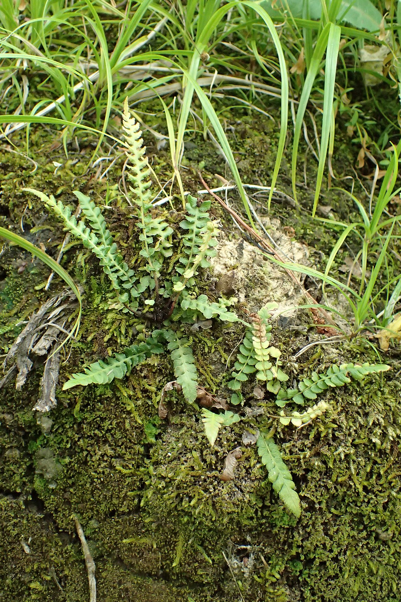 Doodia squarrosa: Doodia squarrosa in Thames, Waikato