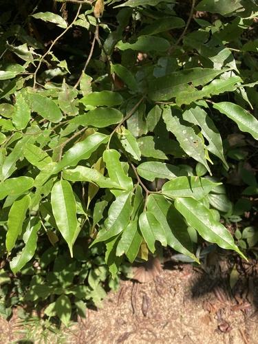 Doona trapezifolia (Doona trapezifolia)