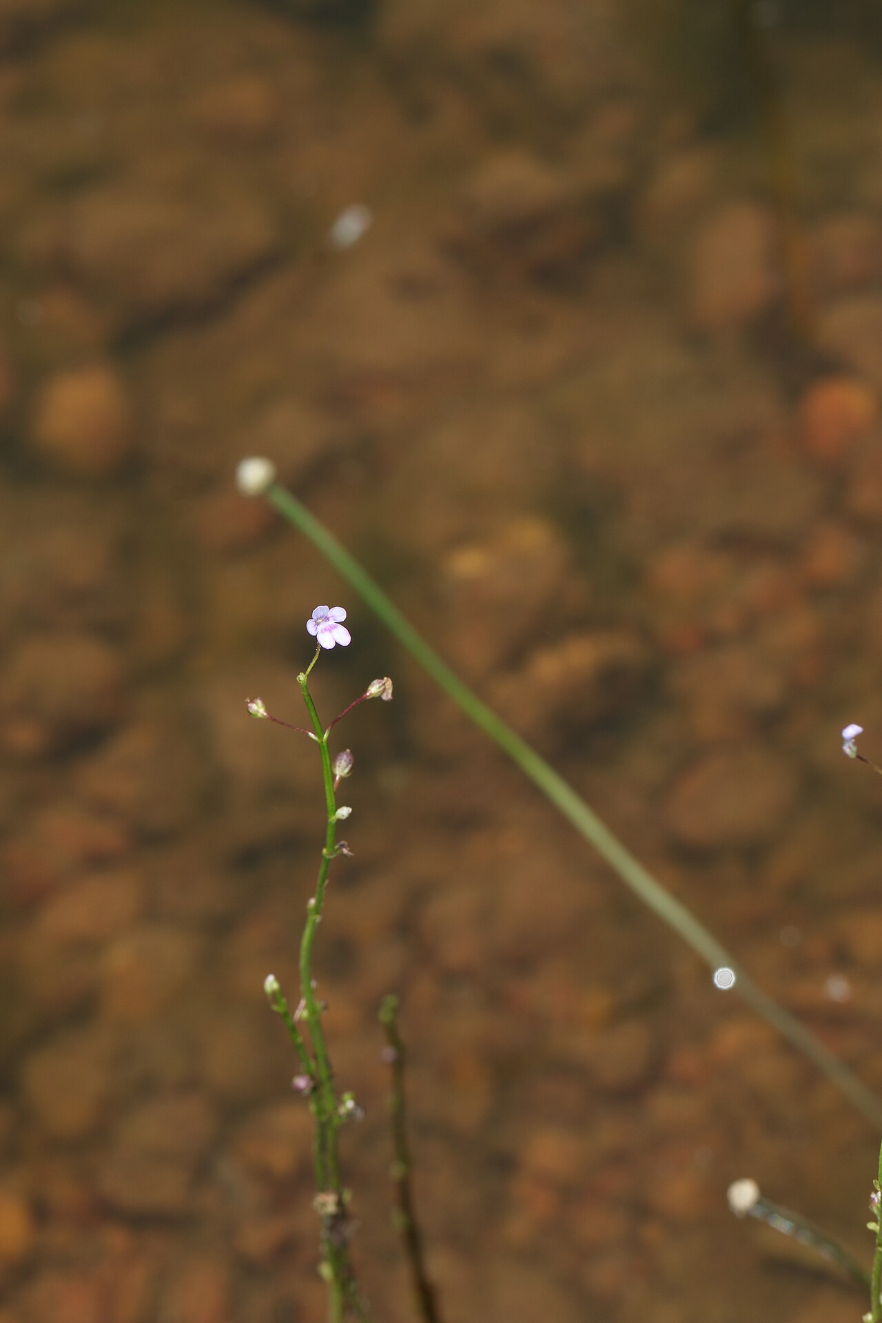 Horsefly's eye: Photos of plants taken by V C Balakrishnan