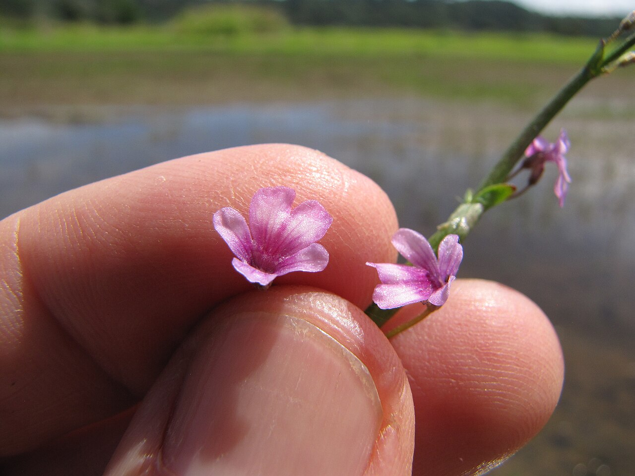 Horsefly's eye: Dopatrium junceum (Horsefly's eye) flowers at Hanalei NWR, Kauai, Hawaii. March 22, 2013 #130322-3833 Image Use Policy
