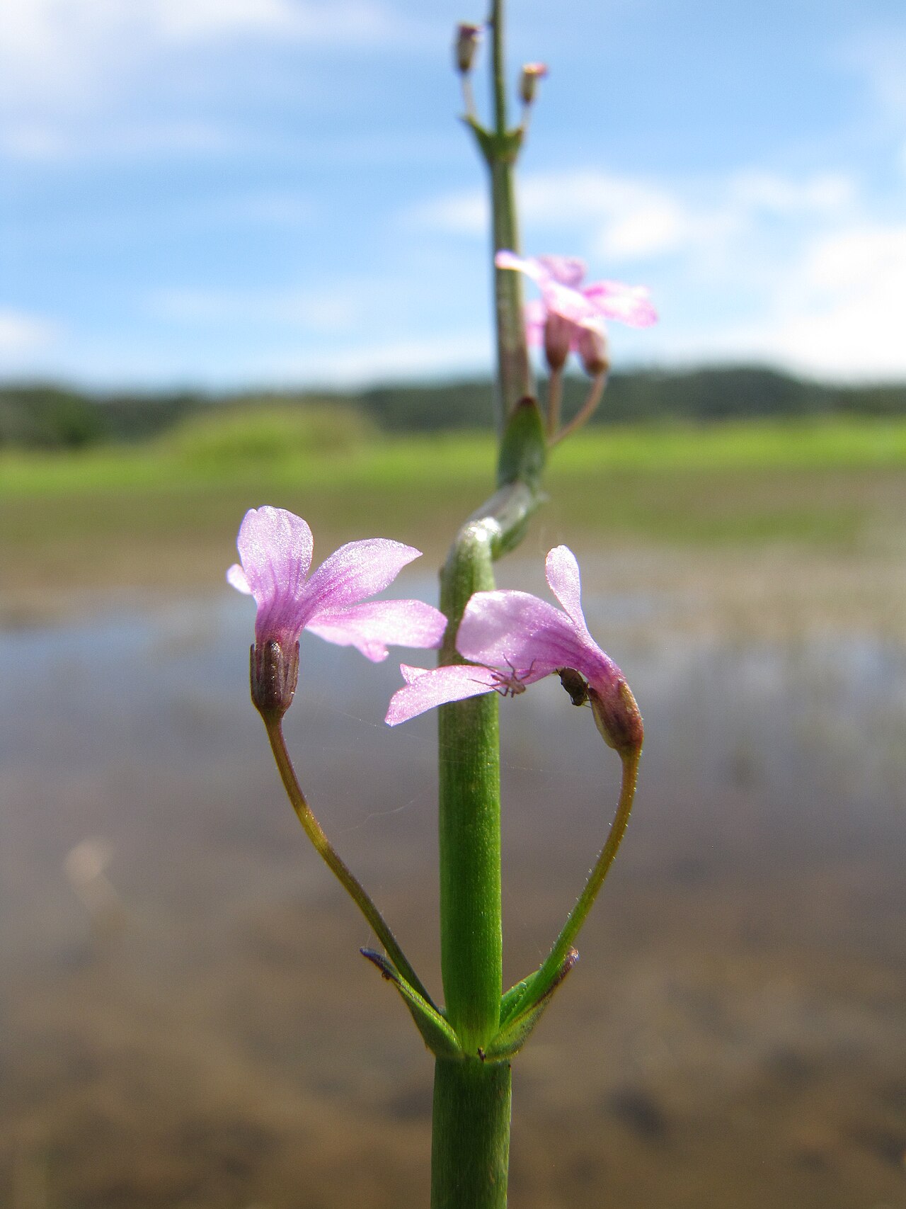 Horsefly's eye: Dopatrium junceum (Horsefly's eye) flowers at Hanalei NWR, Kauai, Hawaii. March 22, 2013 #130322-3832 Image Use Policy