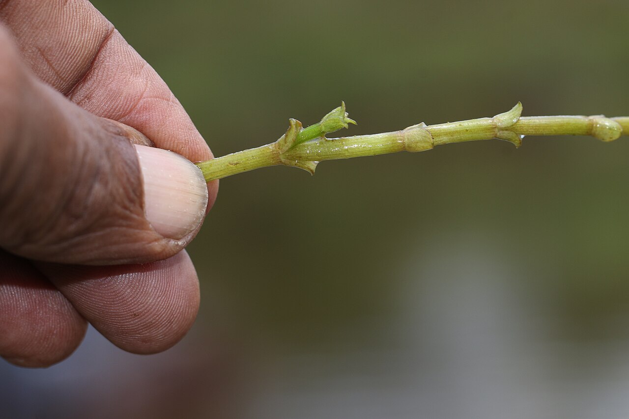 Horsefly's eye: Photos of plants taken by V C Balakrishnan
