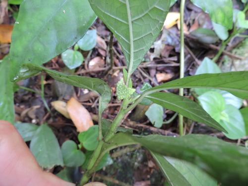 Dorstenia carautae (Dorstenia carautae)
