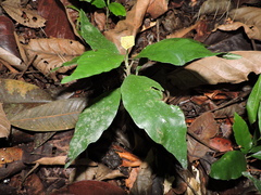 Dorstenia carautae (Dorstenia carautae)