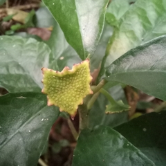 Dorstenia carautae (Dorstenia carautae)