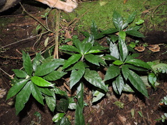 Dorstenia carautae (Dorstenia carautae)