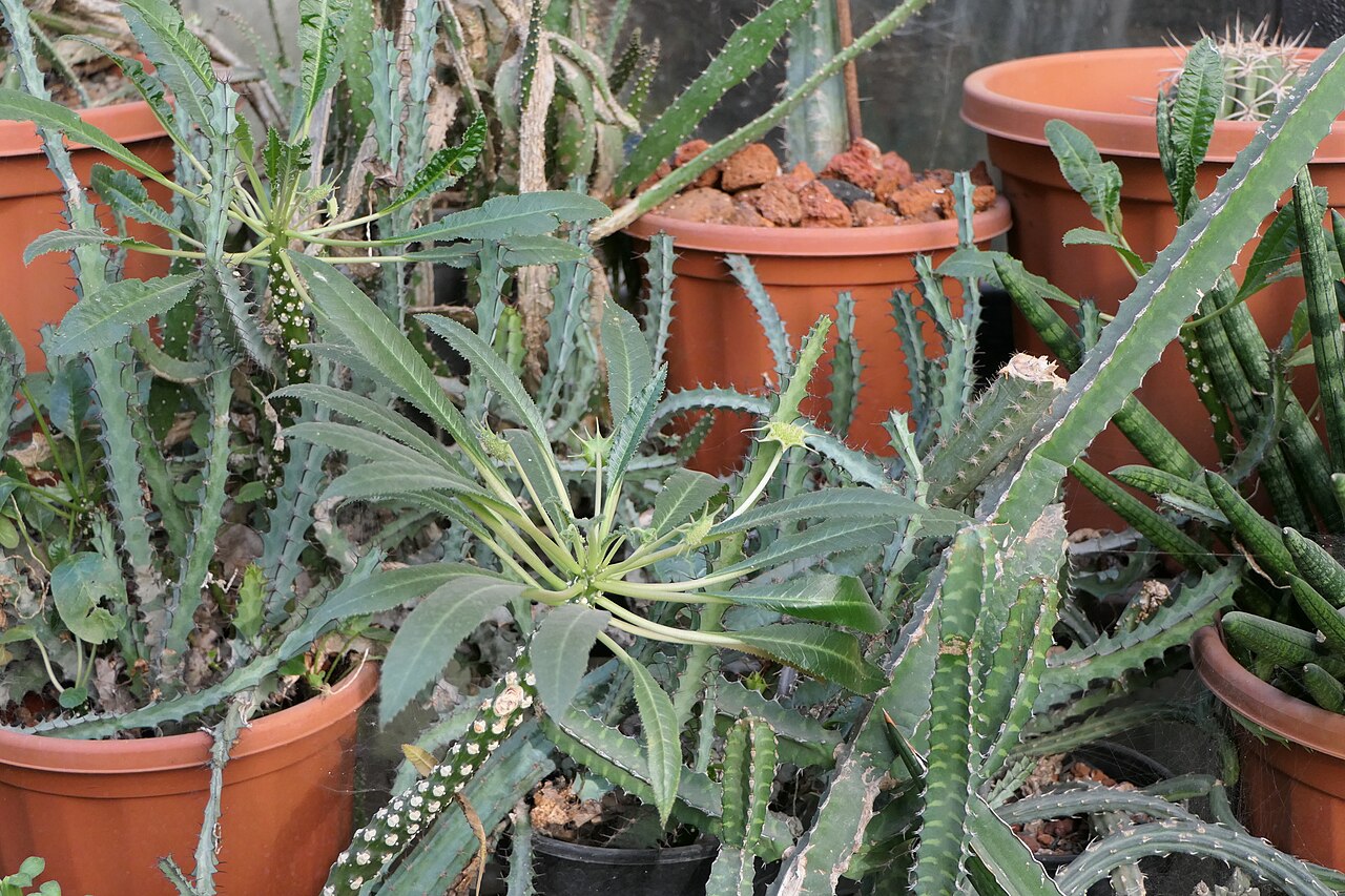 Grendelion: Dorstenia foetida Schweinf.