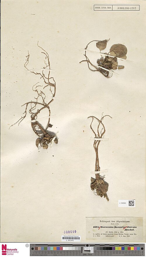 Grendelion: Dorstenia obovata Hochst. (type of) - Dorstenia obovata Hochst.