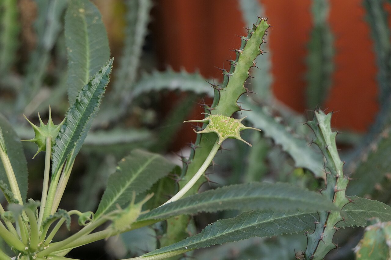 Grendelion: Dorstenia foetida Schweinf.