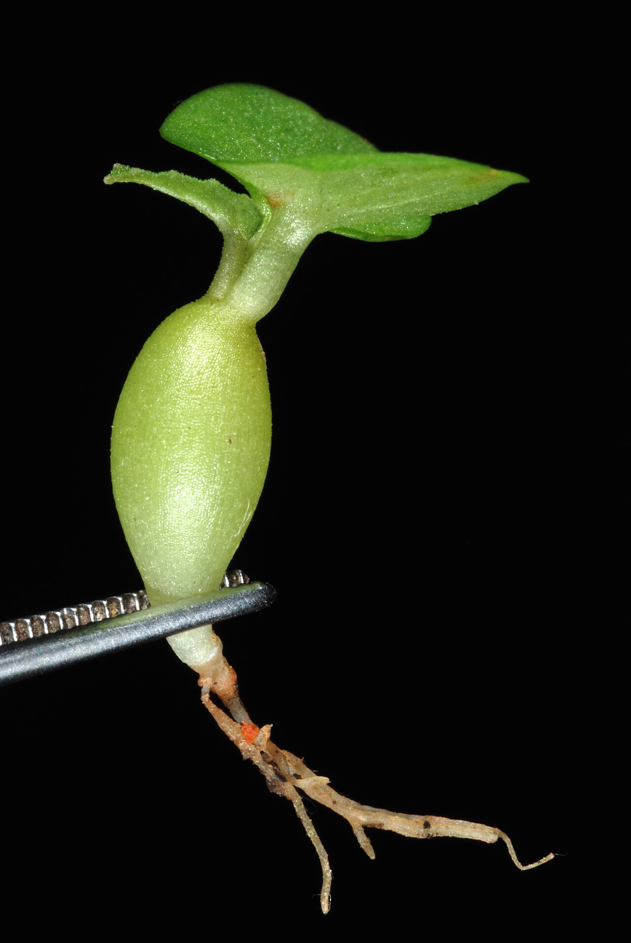 Grendelion: Seedling.