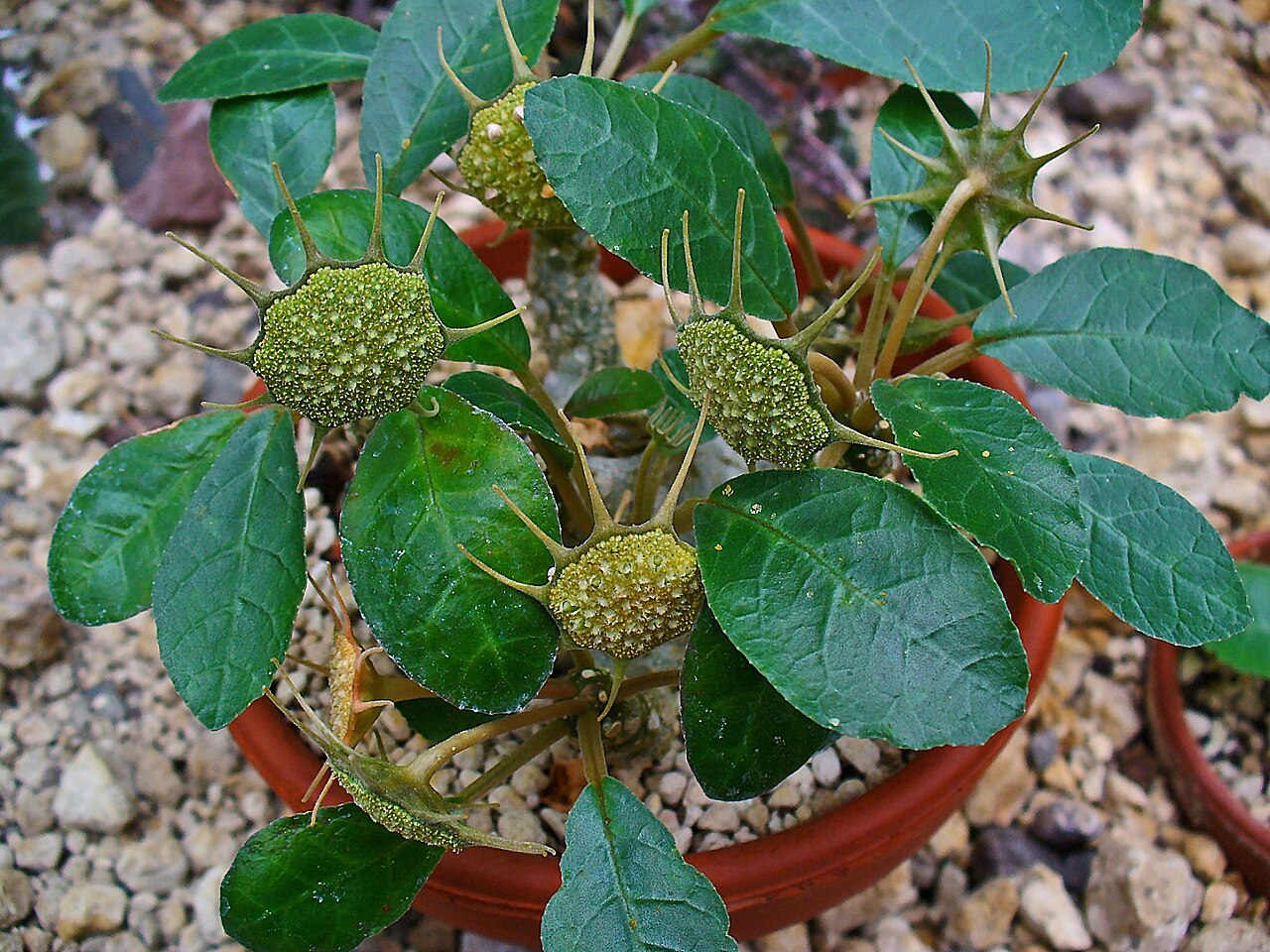 Grendelion: Dorstenia foetida , Moraceae, Foetid Dorstenia, habitus; Botanical Garden KIT, Karlsruhe, Germany.