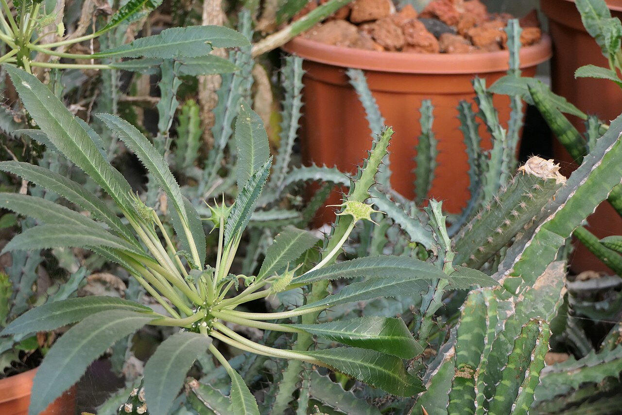 Grendelion: Dorstenia foetida Schweinf.