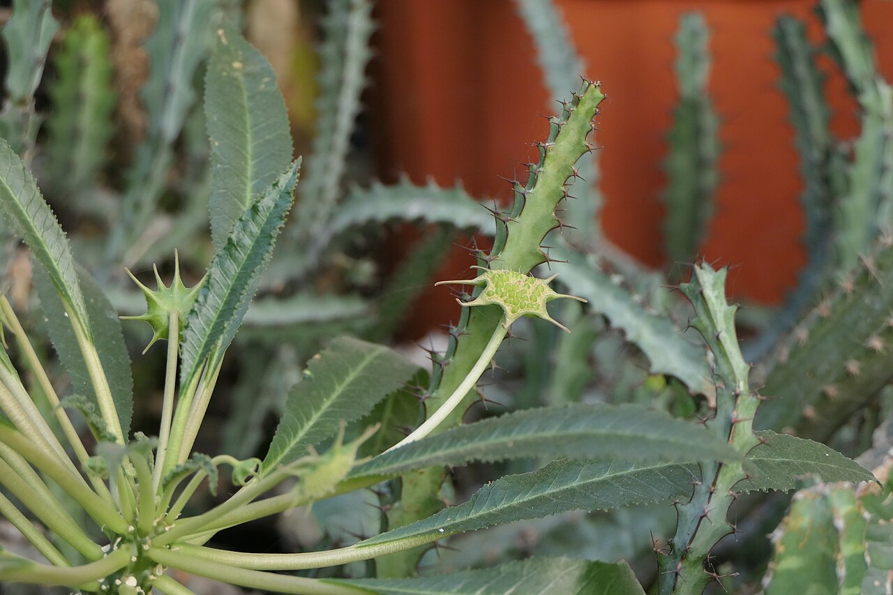 Grendelion: Dorstenia foetida Schweinf.