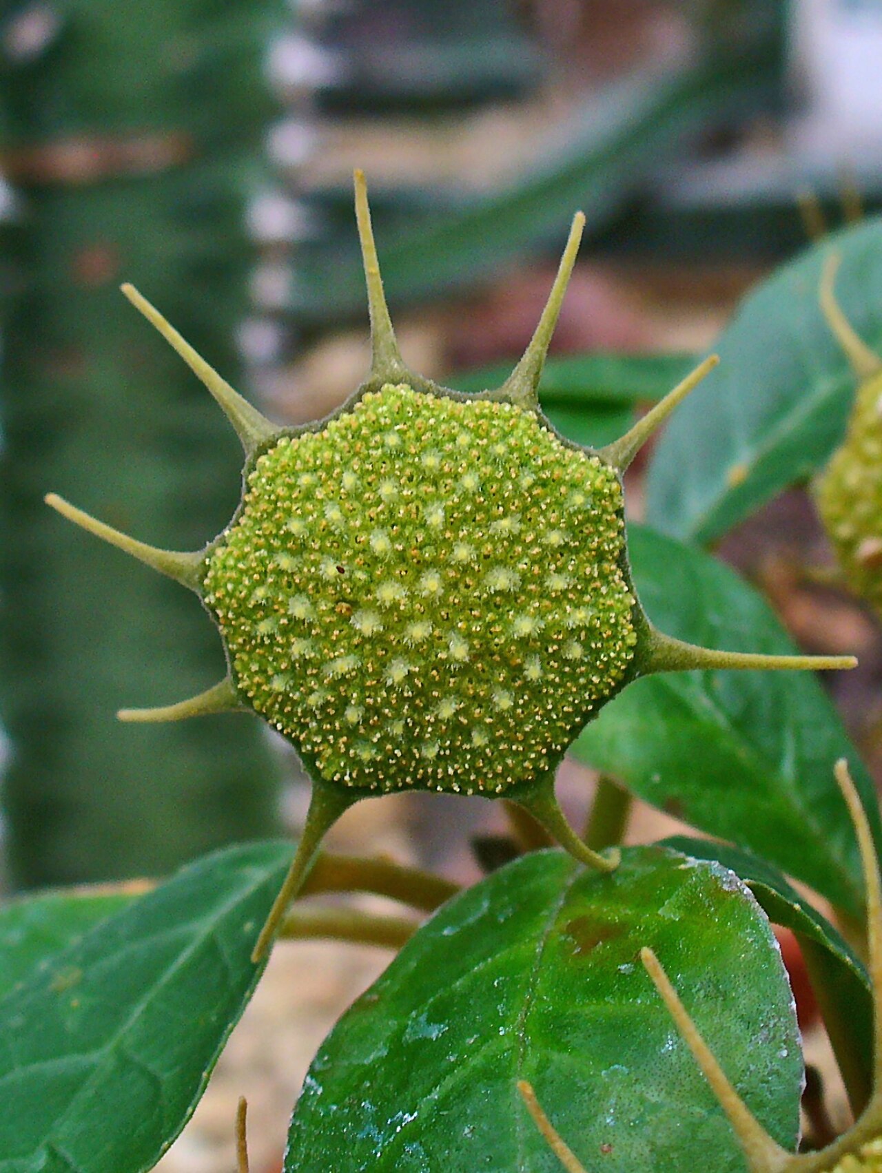 Grendelion: Dorstenia foetida , Moraceae, Foetid Dorstenia, inflorescence; Botanical Garden KIT, Karlsruhe, Germany.