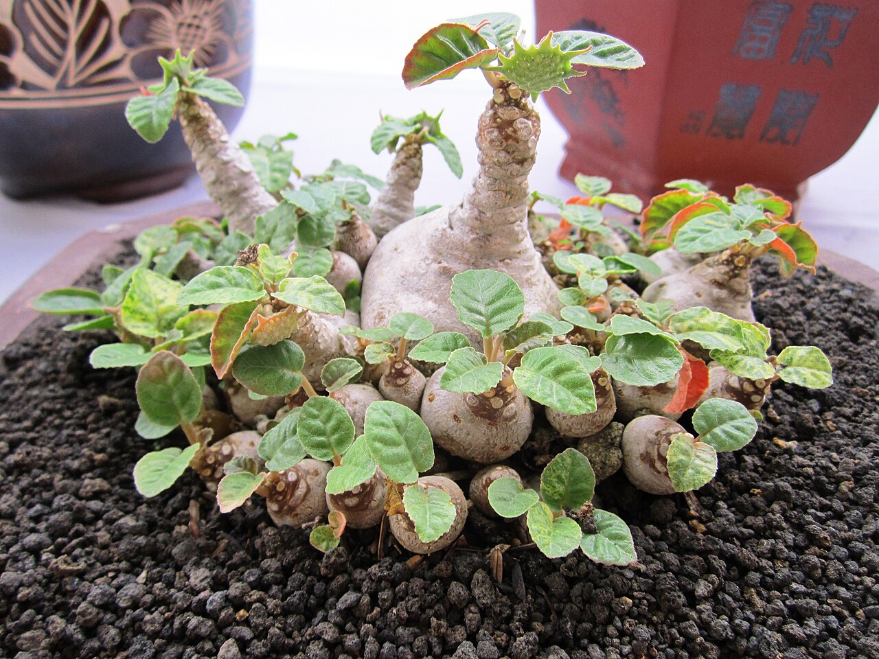 Grendelion: Dorstenia foetida variegated in 2013 Jakarta Flora and Fauna Exhibition