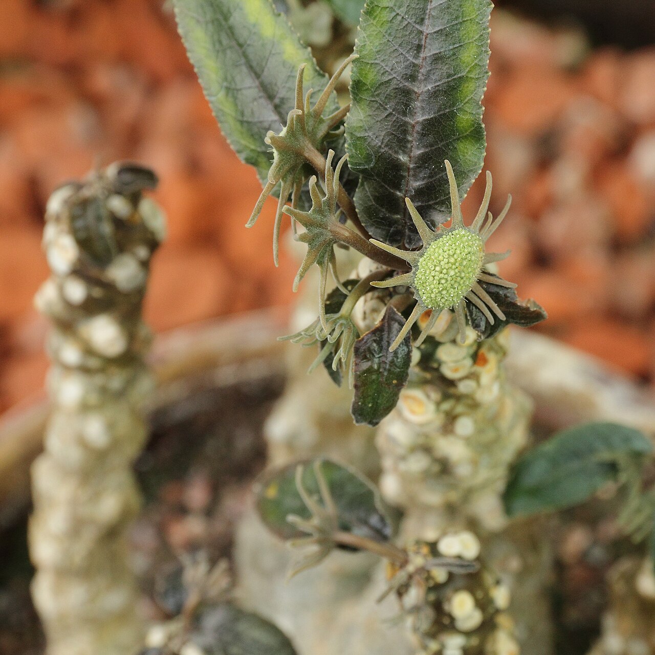 Grendelion: Dorstenia foetida i Göteborgs Botaniska Trädgård.