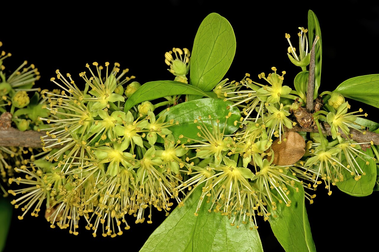 Dovyalis afra: Dovyalis afra , male flowers; Pretoria National Botanical Garden, Pretoria, Gauteng, South Africa
