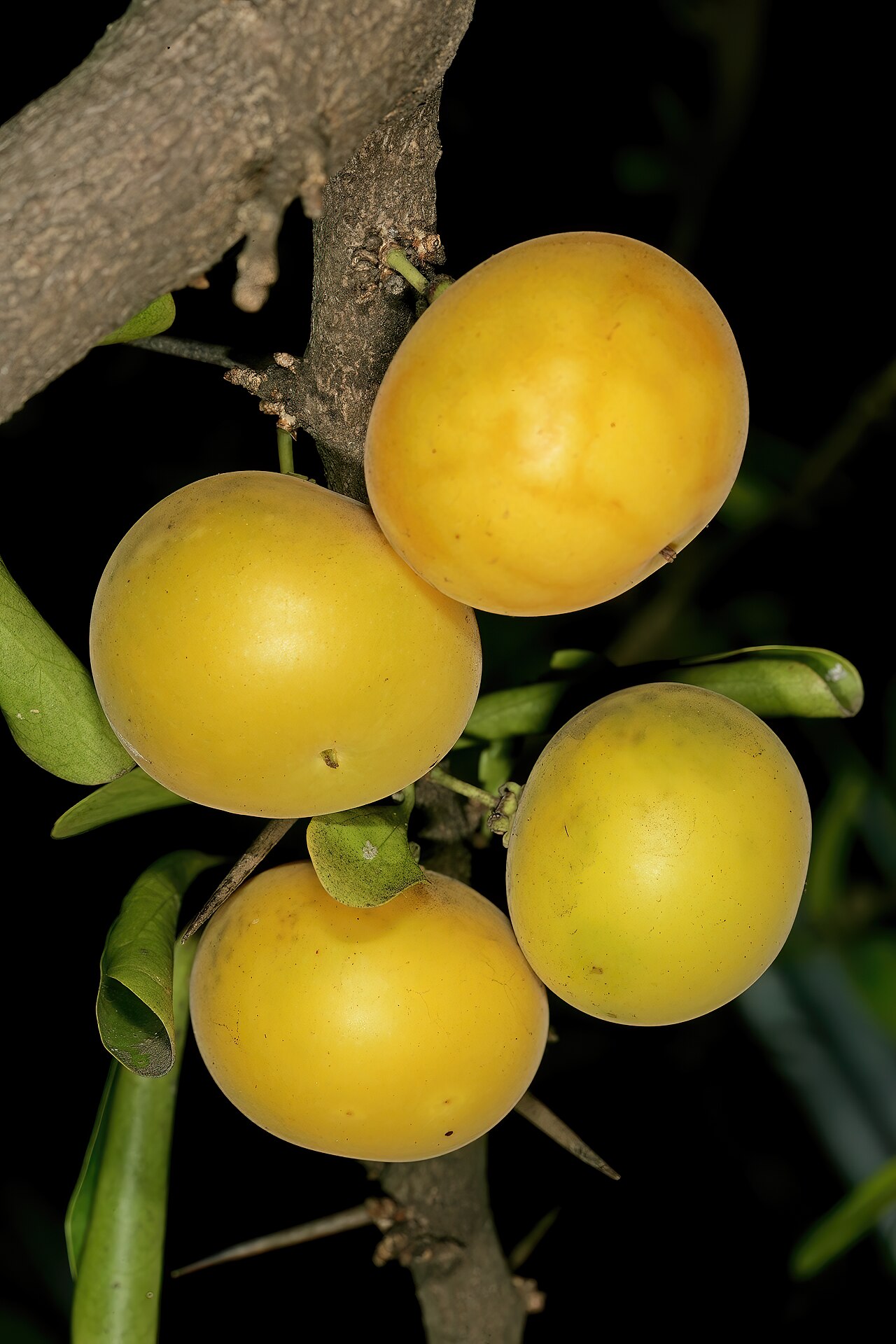 Dovyalis afra: Dovyalis afra , fruit; garden of KZN Herbarium, Durban, KwaZulu-Natal, South Africa
