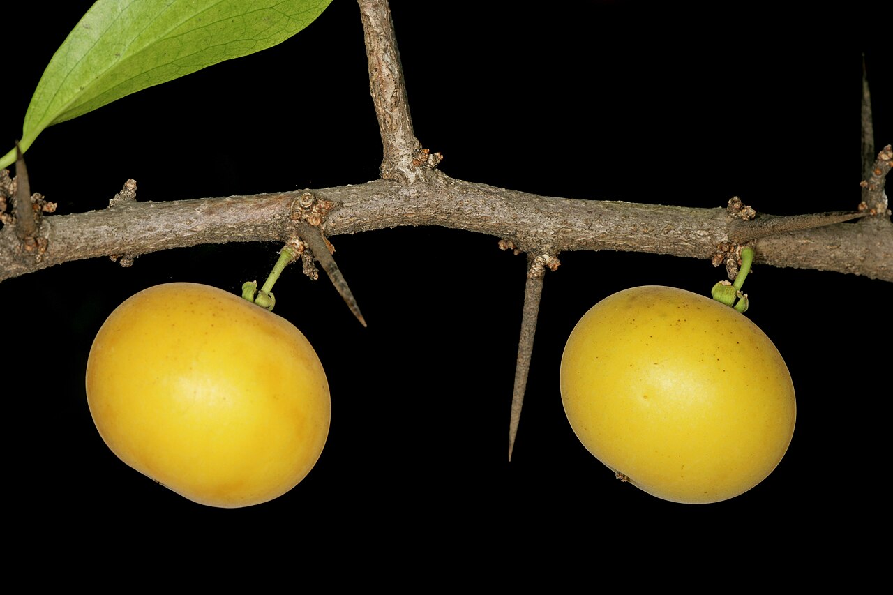Dovyalis afra: Dovyalis afra , fruit; garden of KZN Herbarium, Durban, KwaZulu-Natal, South Africa