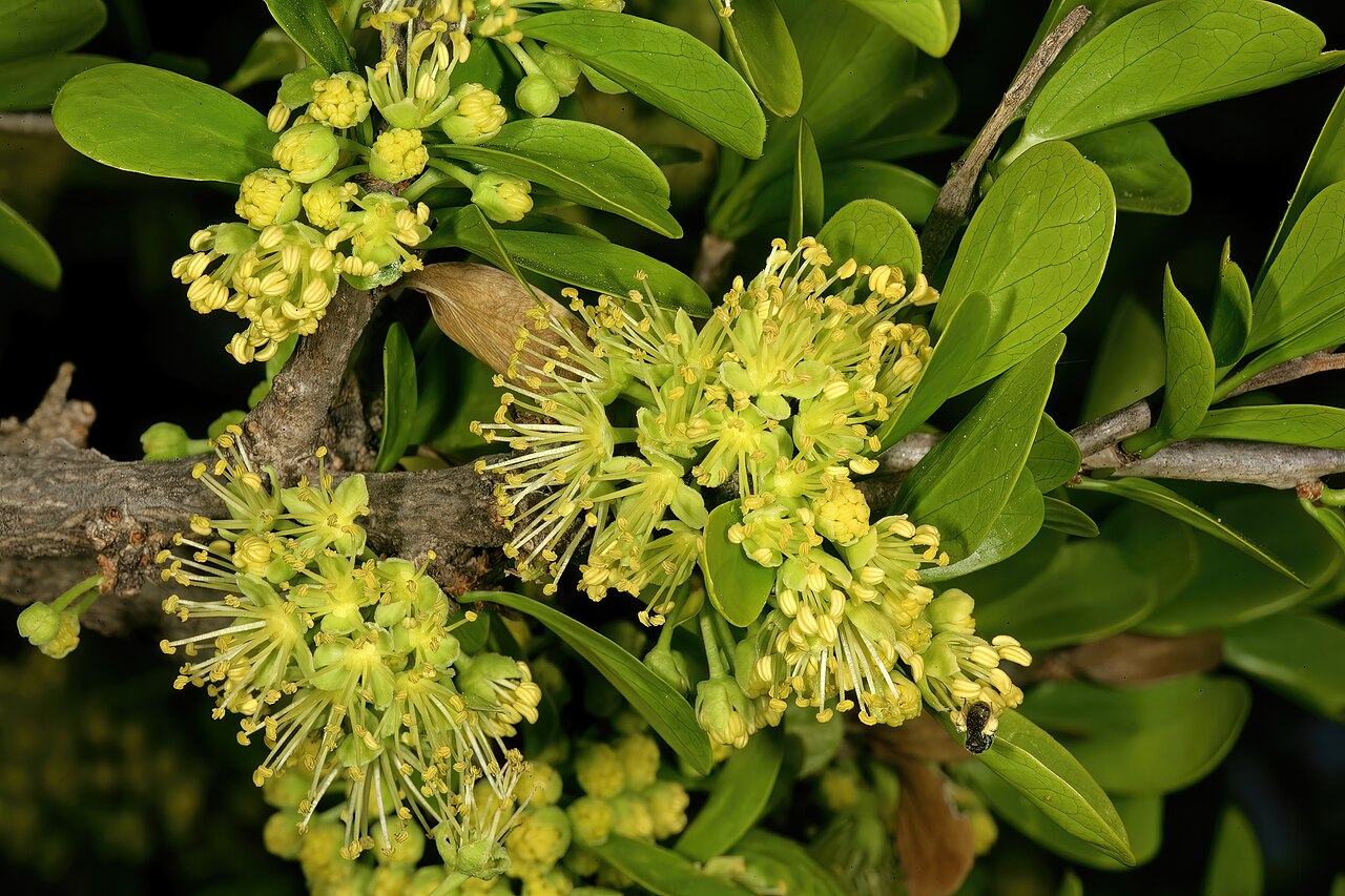 Dovyalis afra: Dovyalis afra , male flowers; Pretoria National Botanical Garden, Pretoria, Gauteng, South Africa
