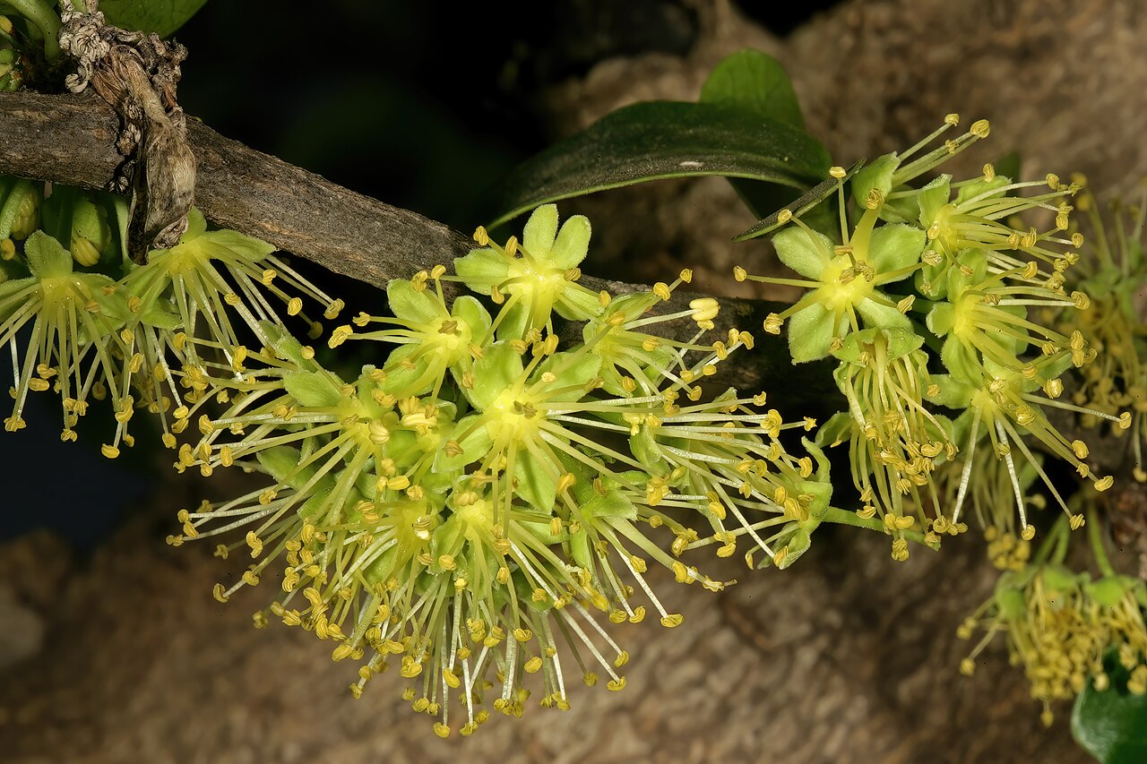 Dovyalis afra: Dovyalis afra , male flowers; Pretoria National Botanical Garden, Pretoria, Gauteng, South Africa