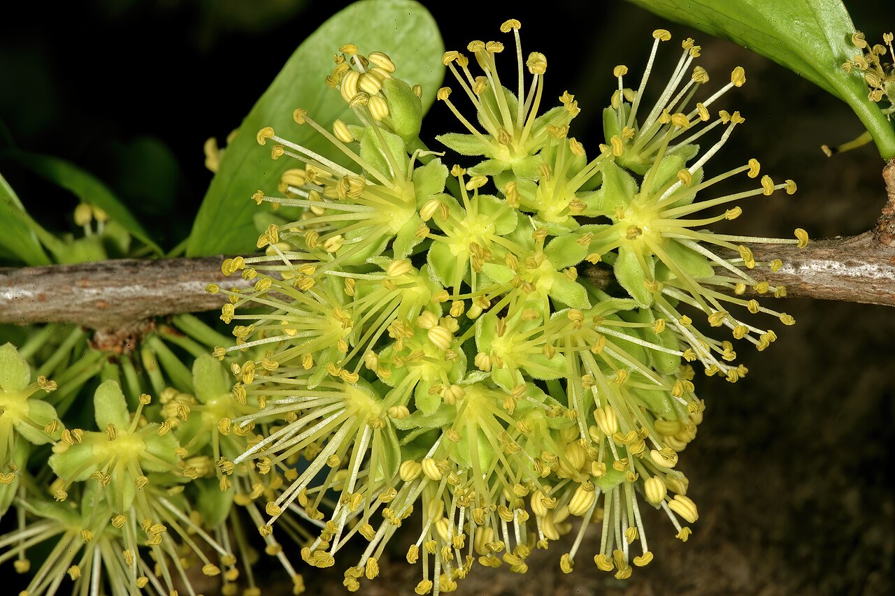 Dovyalis afra: Dovyalis afra , male flowers; Pretoria National Botanical Garden, Pretoria, Gauteng, South Africa
