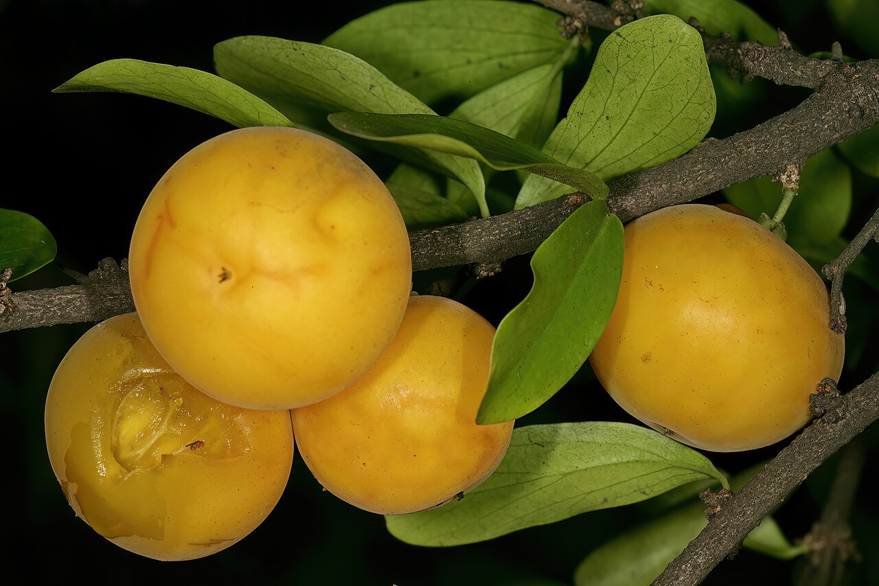 Dovyalis afra: Dovyalis afra , fruit; garden of KZN Herbarium, Durban, KwaZulu-Natal, South Africa